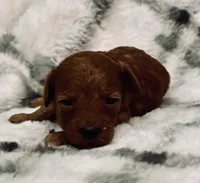 AKC Ruby , a female Poodle - Toy  for sale in Boyertown, PA – Photo 1 of 2