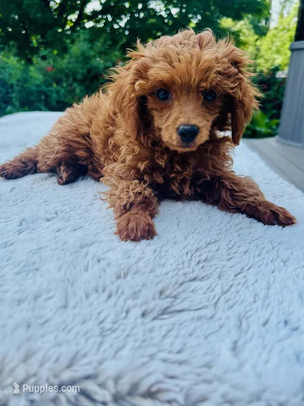 AKC Honey  – Poodle - Toy  puppy for sale in Boyertown, PA