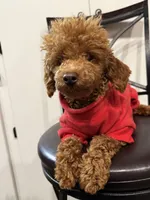 Kipper, a male Poodle - Toy  for sale in Boyertown, PA – Photo 1 of 5