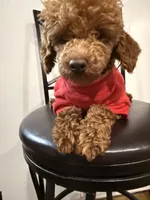 Kipper, a male Poodle - Toy  for sale in Boyertown, PA – Photo 5 of 5