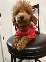 Kipper, a male Poodle - Toy  for sale in Boyertown, PA – Photo 3 of 5