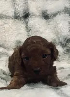 Sunny , a female Poodle - Toy  for sale in Boyertown, PA – Photo 2 of 5