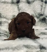 Sunny , a female Poodle - Toy  for sale in Boyertown, PA – Photo 4 of 5