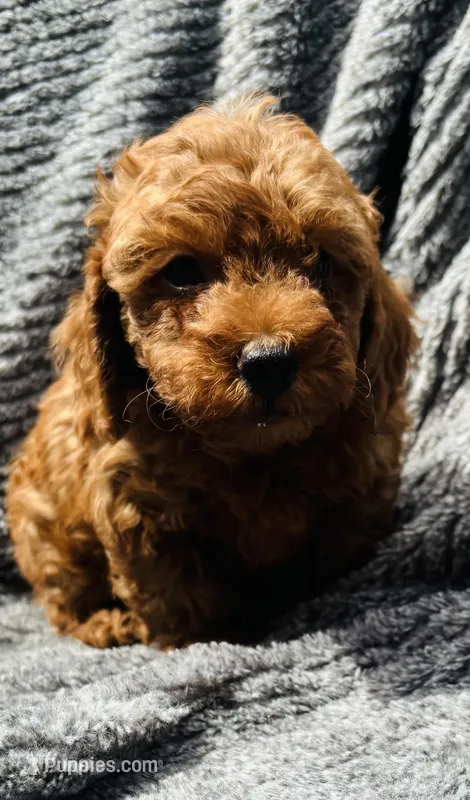 Fire  – Poodle - Toy  puppy for sale in Boyertown, PA
