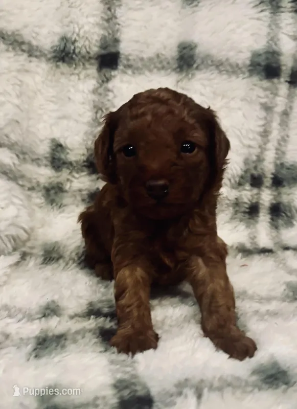 Fire  – Poodle - Toy  puppy for sale in Boyertown, PA