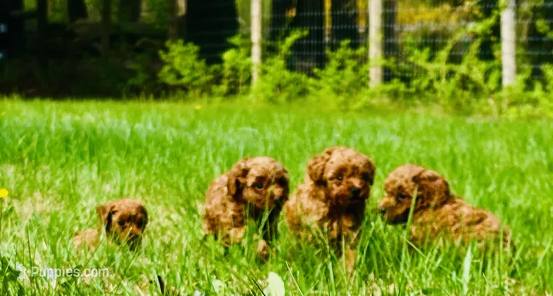 AKC Ruby  – Poodle - Toy  puppy for sale in Boyertown, PA