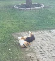 Enzo, a male Pembroke Welsh Corgi for sale in Haltom City, TX – 2 of 3