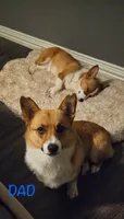 Blue , a male Pembroke Welsh Corgi for sale in Fort Worth, TX – 4 of 4