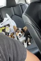 Enzo, a male Pembroke Welsh Corgi for sale in Haltom City, TX – 3 of 3