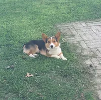 Enzo, a male Pembroke Welsh Corgi for sale in Haltom City, TX – 1 of 3