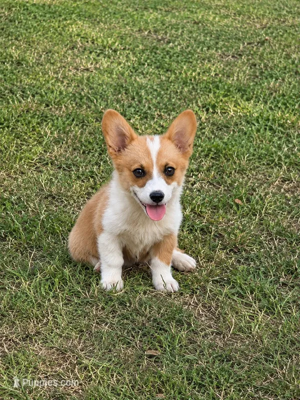 Blue  – Pembroke Welsh Corgi puppy for sale in Fort Worth, TX