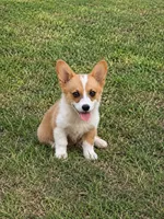 Blue , a male Pembroke Welsh Corgi for sale in Fort Worth, TX – 1 of 4