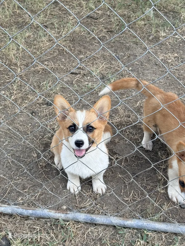 Pink – Pembroke Welsh Corgi puppy for sale in Fort Worth, TX