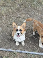 Pink, a female Pembroke Welsh Corgi for sale in Fort Worth, TX – 1 of 3