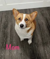 Pink, a female Pembroke Welsh Corgi for sale in Fort Worth, TX – 2 of 3