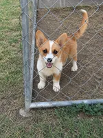 Blue , a male Pembroke Welsh Corgi for sale in Fort Worth, TX – 2 of 4