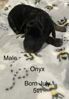 Onyx, a female Poodle - Miniature  for sale in Reed City, MI – 3 of 7