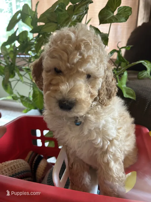 Agate – Poodle - Miniature  puppy for sale in Reed City, MI