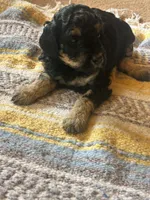 Diamond, a female Poodle - Miniature  for sale in Reed City, MI – 2 of 8