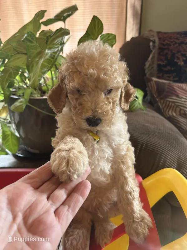 Topaz  – Poodle - Miniature  puppy for sale in Reed City, MI
