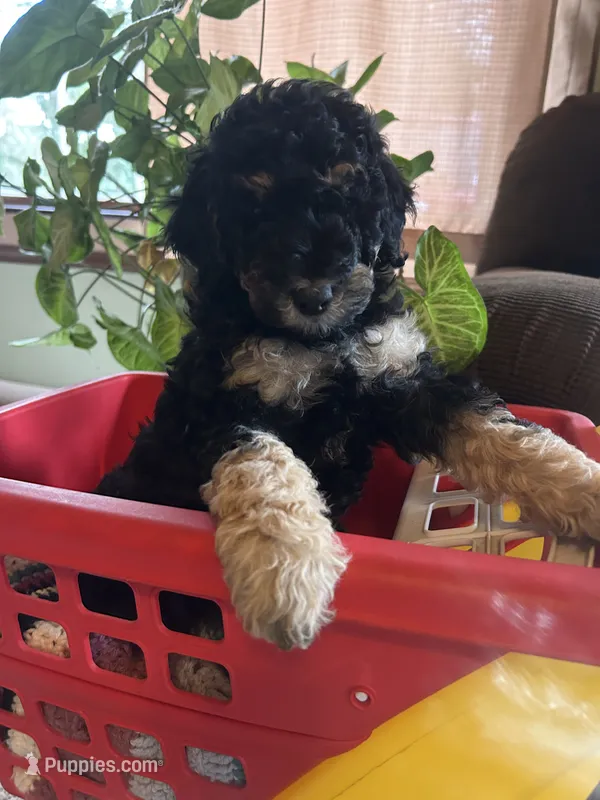 Diamond – Poodle - Miniature  puppy for sale in Reed City, MI
