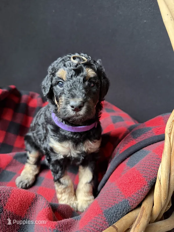 Diamond – Poodle - Miniature  puppy for sale in Reed City, MI