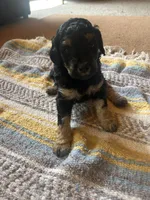 Diamond, a female Poodle - Miniature  for sale in Reed City, MI – 5 of 8