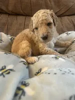 Agate, a male Poodle - Miniature  for sale in Reed City, MI – 2 of 7