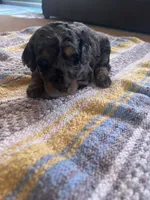 Jasper, a male Poodle - Miniature  for sale in Reed City, MI – 4 of 10