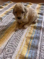 Topaz , a male Poodle - Miniature  for sale in Reed City, MI – 2 of 4