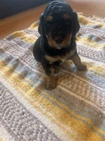 Sapphire , a female Poodle - Miniature  for sale in Reed City, MI – 6 of 10
