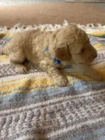 Agate, a male Poodle - Miniature  for sale in Reed City, MI – 7 of 7