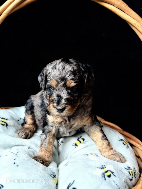 Jasper – Poodle - Miniature  puppy for sale in Reed City, MI