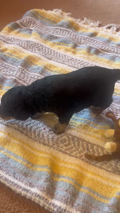 Sapphire , a female Poodle - Miniature  for sale in Reed City, MI – 10 of 10