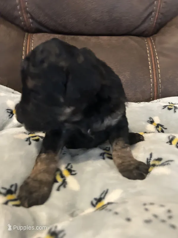 Onyx – Poodle - Miniature  puppy on hold in Reed City, MI