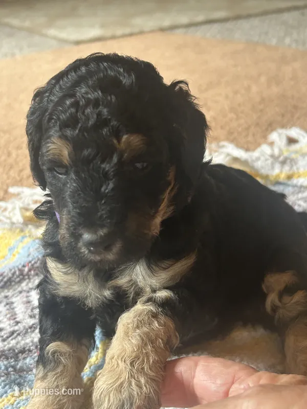 Diamond – Poodle - Miniature  puppy for sale in Reed City, MI