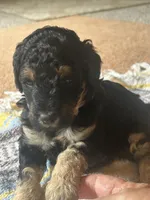 Diamond, a female Poodle - Miniature  for sale in Reed City, MI – 1 of 8