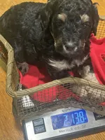 Diamond, a female Poodle - Miniature  for sale in Reed City, MI – 7 of 8