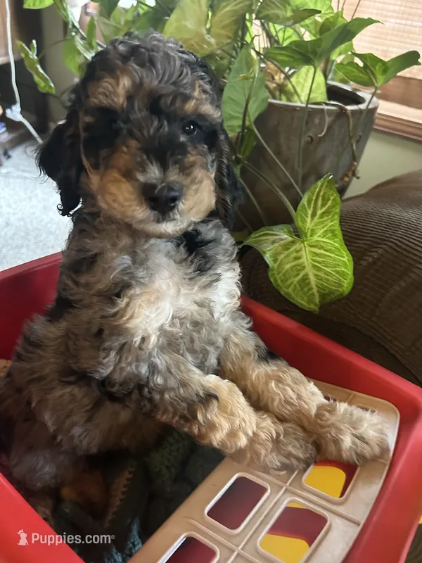 Jasper – Poodle - Miniature  puppy for sale in Reed City, MI
