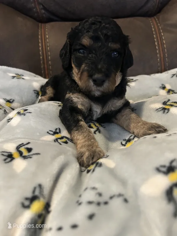 Sapphire  – Poodle - Miniature  puppy for sale in Reed City, MI