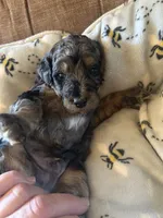 Jasper, a male Poodle - Miniature  for sale in Reed City, MI – 10 of 10
