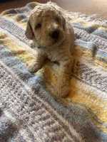 Agate, a male Poodle - Miniature  for sale in Reed City, MI – 6 of 7
