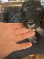 Onyx, a female Poodle - Miniature  for sale in Reed City, MI – 6 of 7