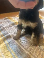 Sapphire , a female Poodle - Miniature  for sale in Reed City, MI – 8 of 10