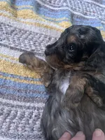 Jasper, a male Poodle - Miniature  for sale in Reed City, MI – 2 of 10