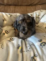 Jasper, a male Poodle - Miniature  for sale in Reed City, MI – 1 of 10