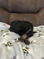 Onyx, a female Poodle - Miniature  for sale in Reed City, MI – 5 of 7