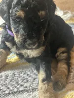 Diamond, a female Poodle - Miniature  for sale in Reed City, MI – 8 of 8