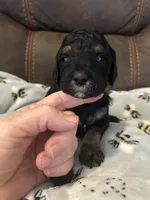 Onyx, a female Poodle - Miniature  for sale in Reed City, MI – 2 of 7