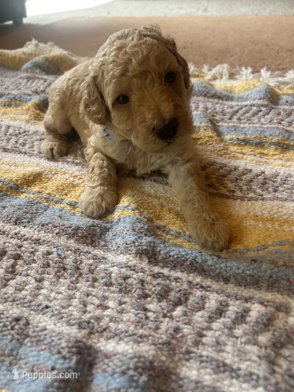 Agate – Poodle - Miniature  puppy for sale in Reed City, MI